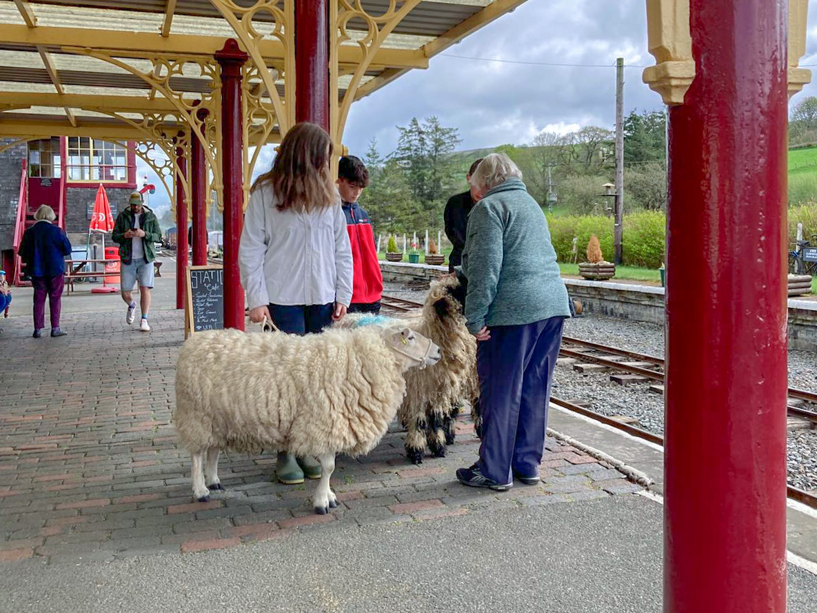 Sheep on Llaunuwchllyn Platform