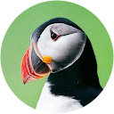 Allison Wareham profile picture